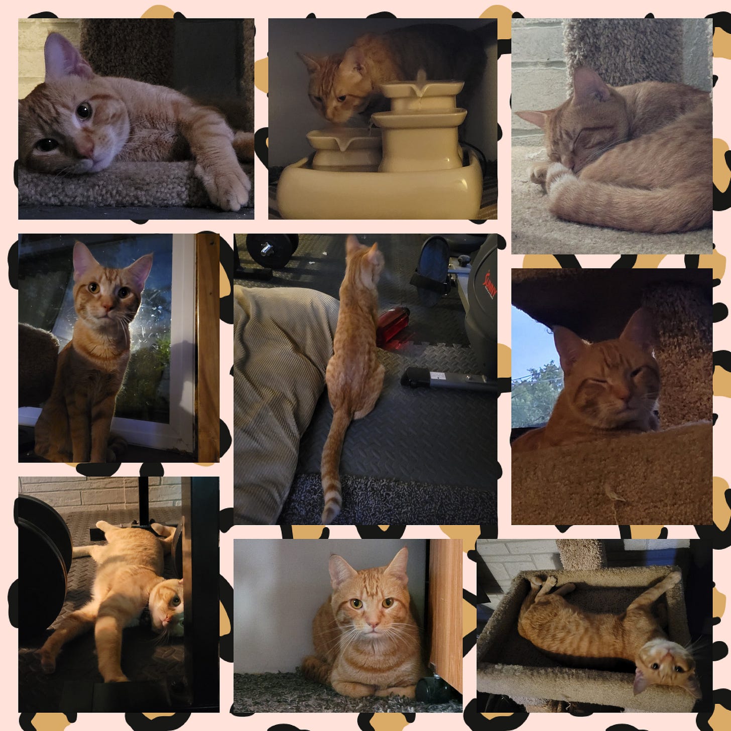 A nine photo collage of an orange tabby cat adjusting to life indoors by sprawling about, hanging out in a cat tree, and drinking from a cat fountain.