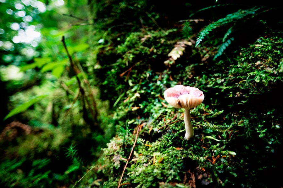 Tow Hill, Agate Beach, Queen Charlotte Islands (Day 93)