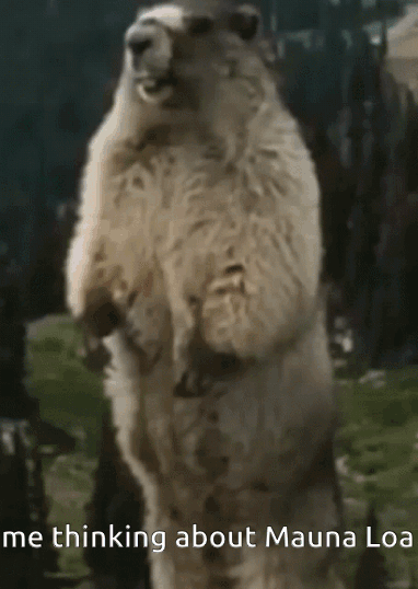 GIF of the screaming marmot standing upright on its hind legs. Text: "me thinking about Mauna Loa"
