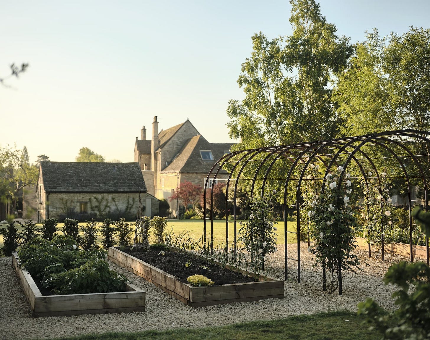 Grove Farm Garden in may - white roses and vegetable beds