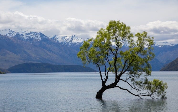 tree on body of water tree on body of water