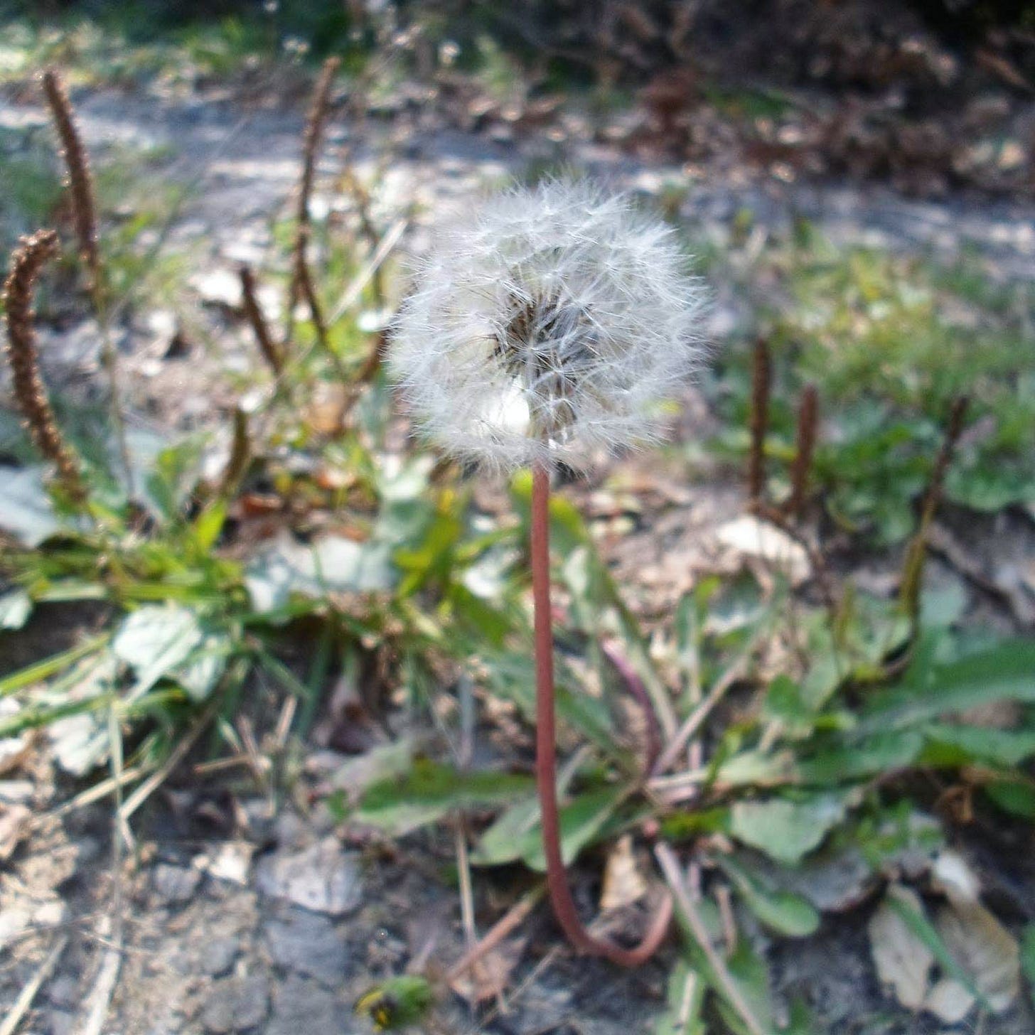 Breath Dandelion Pusteblume Löwenzahn