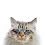 User's avatar