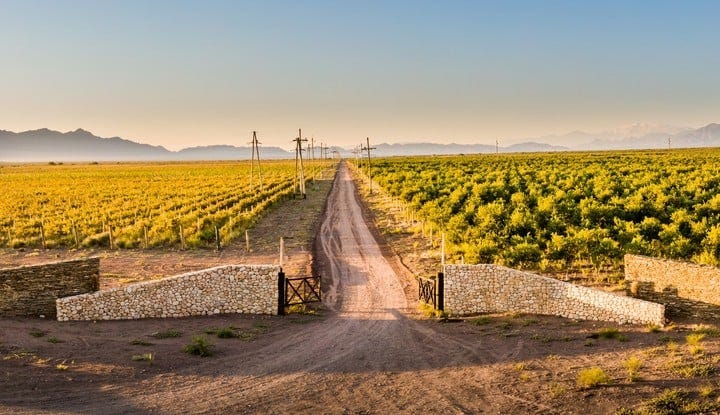 Catamarca. En Altos de Tinogasta las parcelas poseen varietales de malbec, cabernet sauvignon, tempranillo, chardonnay y torrontés.