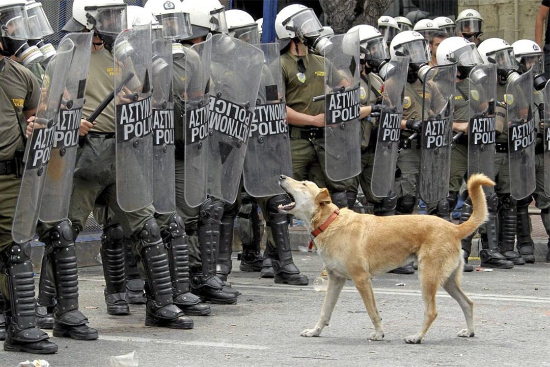 The stories of Loukanikos and Negros Matapacos