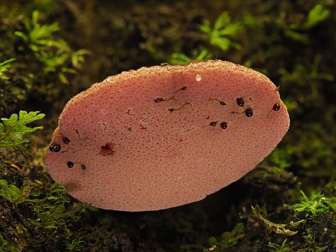 red pink beefsteak mushroom