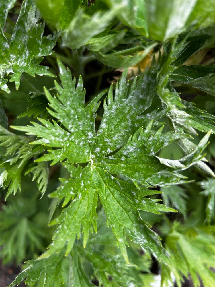 Powdery mildew2.JPG Powdery mildew2.JPG