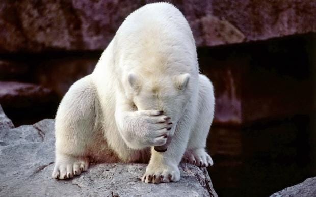 Horribly embarrassed polar bear Meme Generator