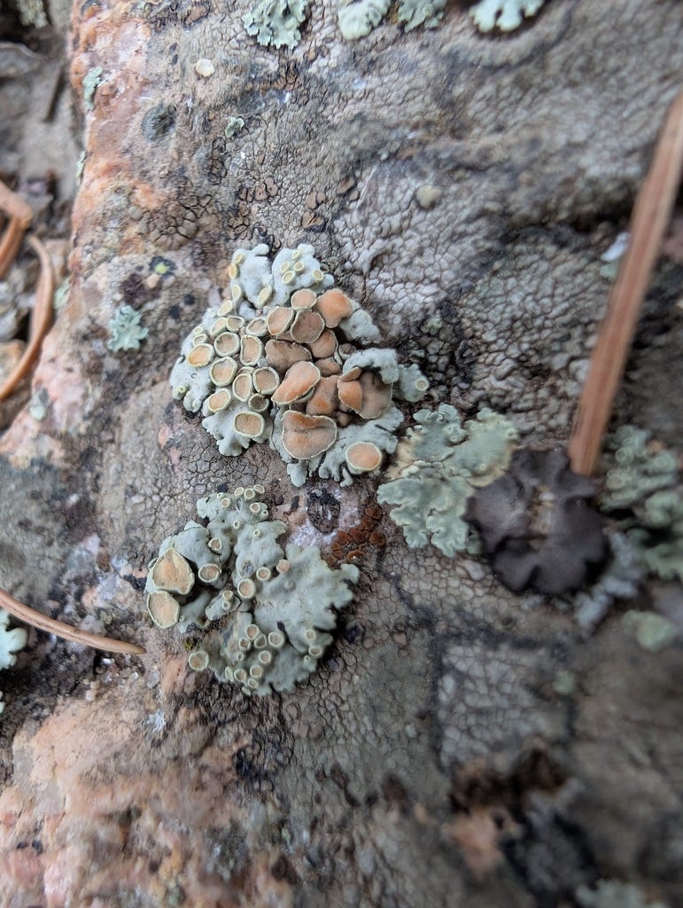 Close-up of rock with a group of blue-green leafy lichens that have orange discs in the center