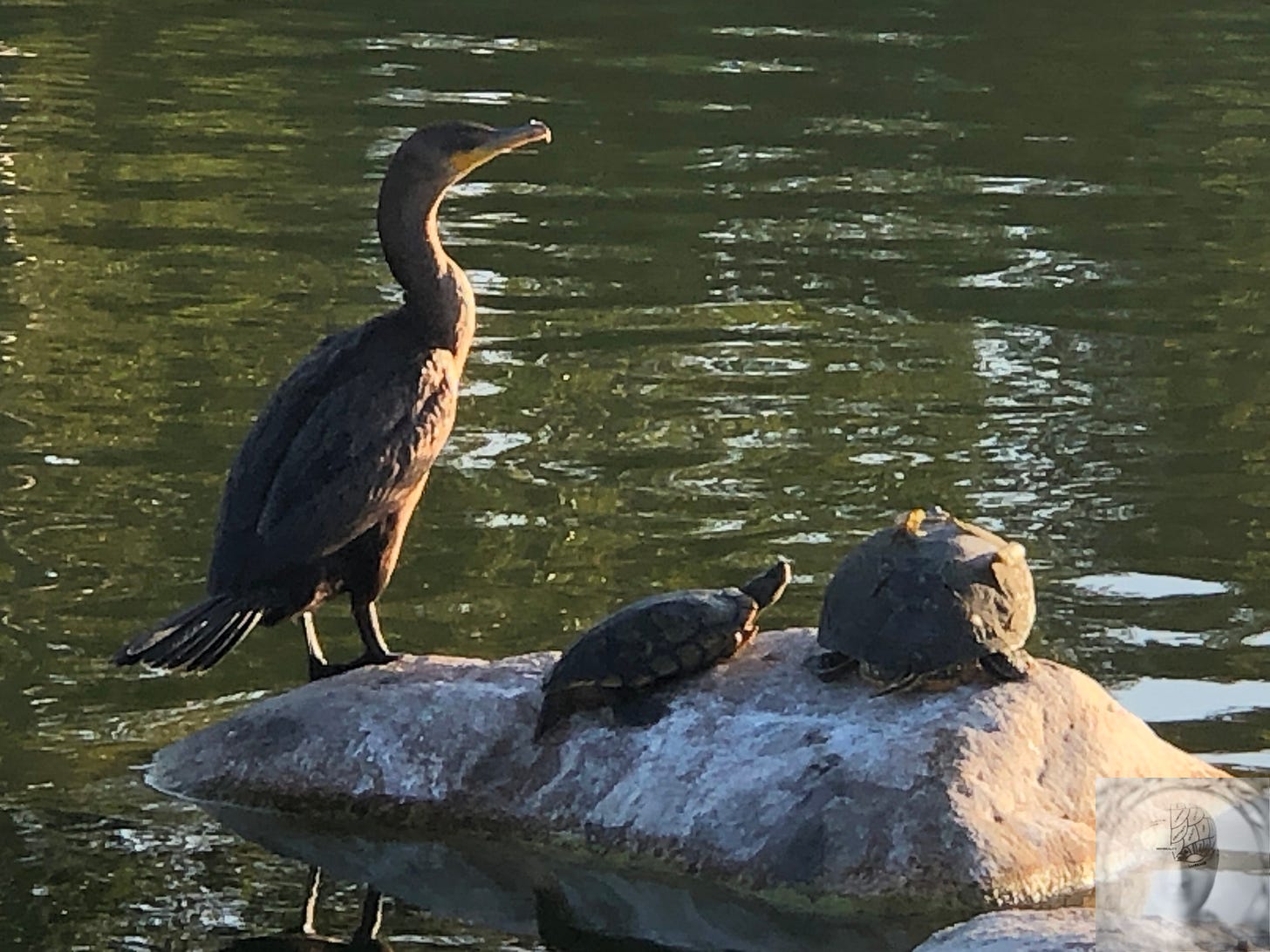 A duck and two turtles on a rock in a lake