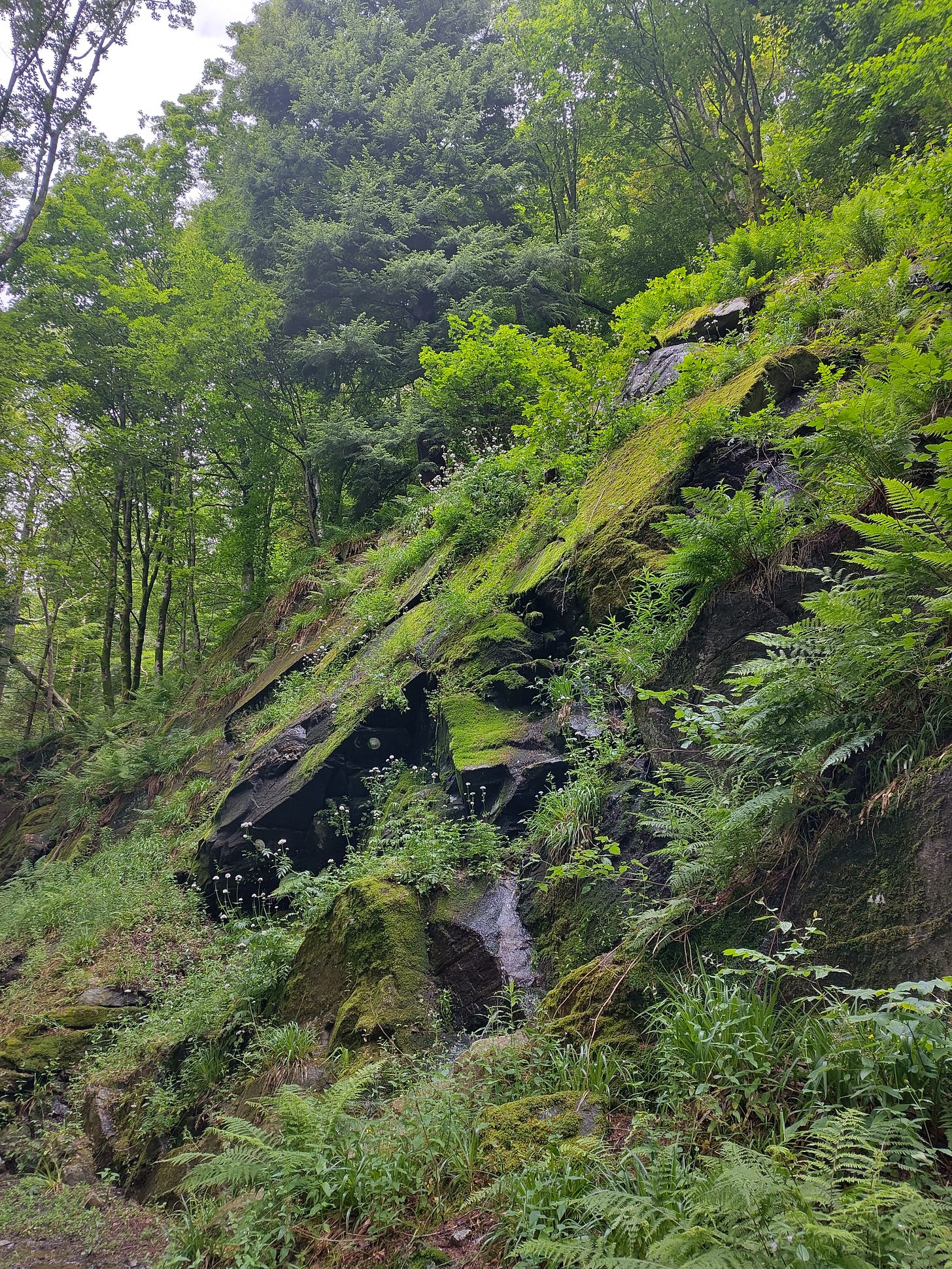 Lush, green, mysterious woods in Bergen, Norway.