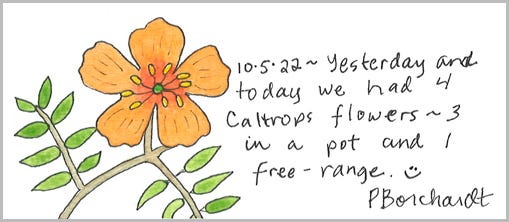 Perpetual Journal, week of Oct. 1-7 (partial page): Caltrops Flower (2022)