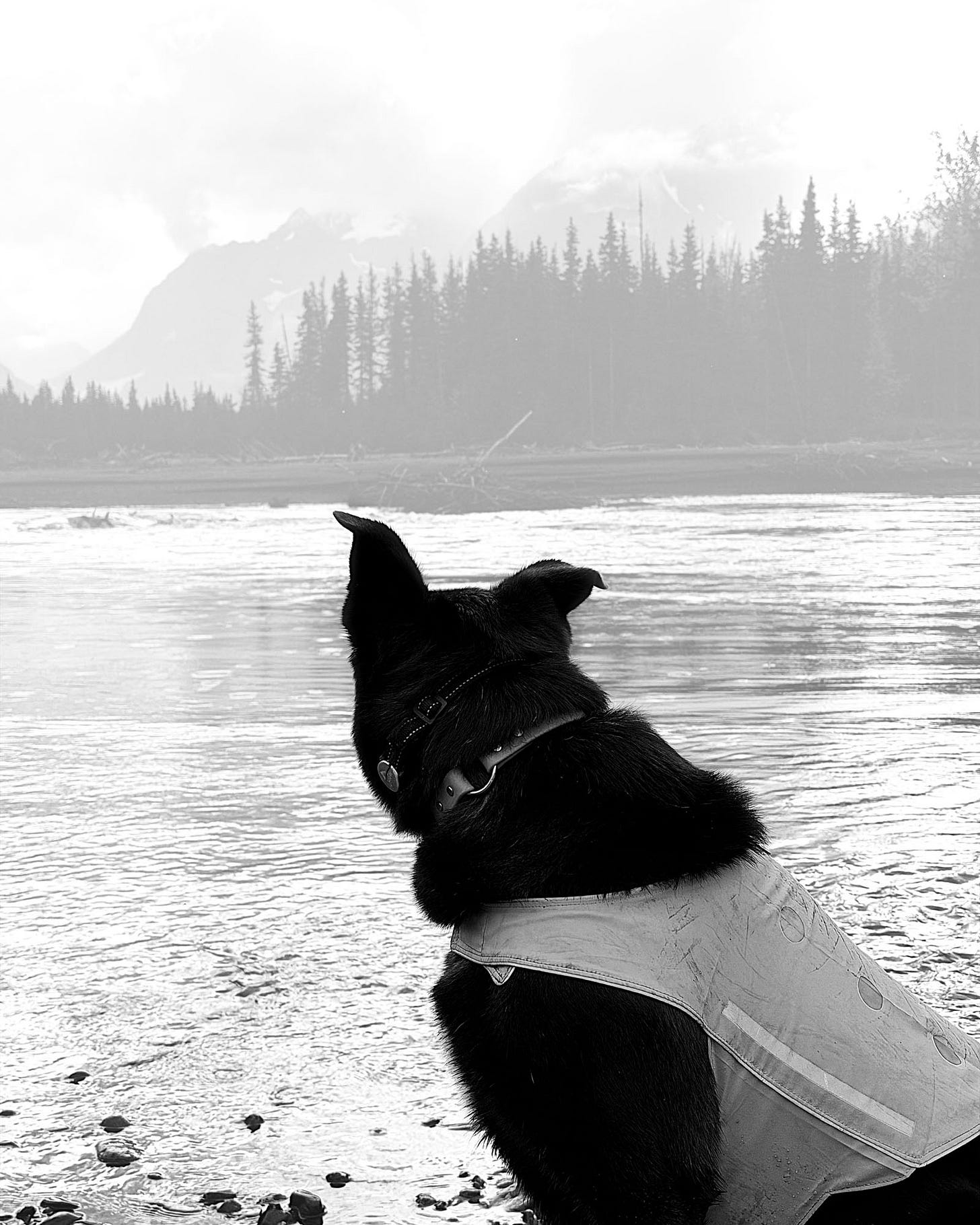 Koda enjoying the mountain view on the Eagle River, Alaska.