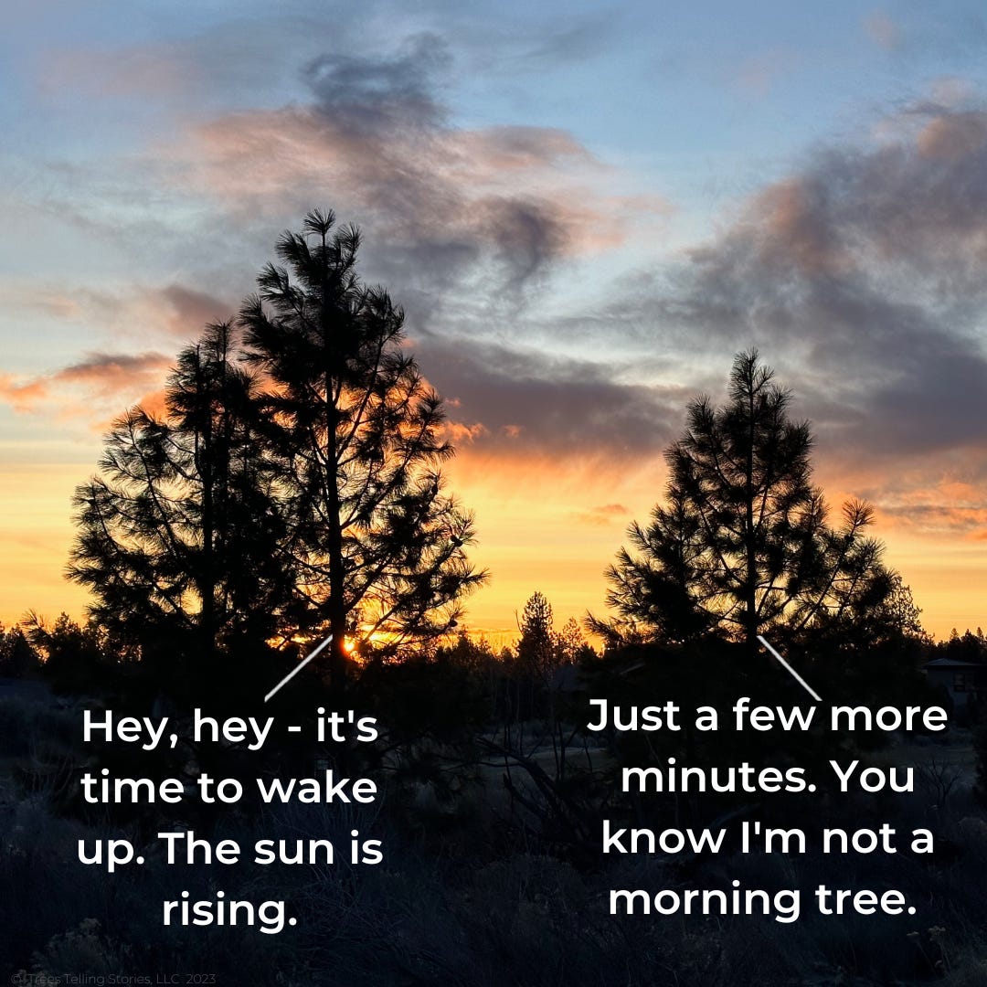 Trees After Dark - The Trees Telling Stories Substack
