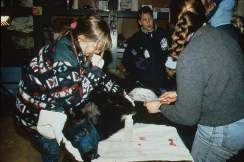 1996: When Americans Saved the Wolf Reintroduction