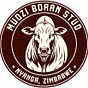 Muozi Boran Stud's avatar