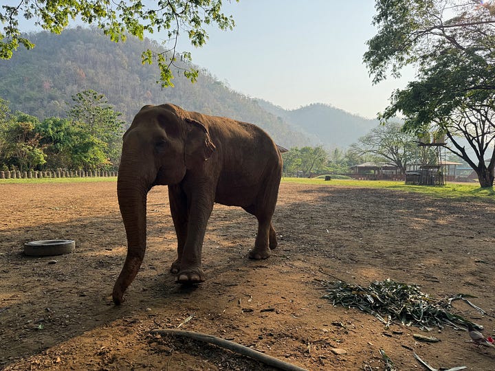 elephants