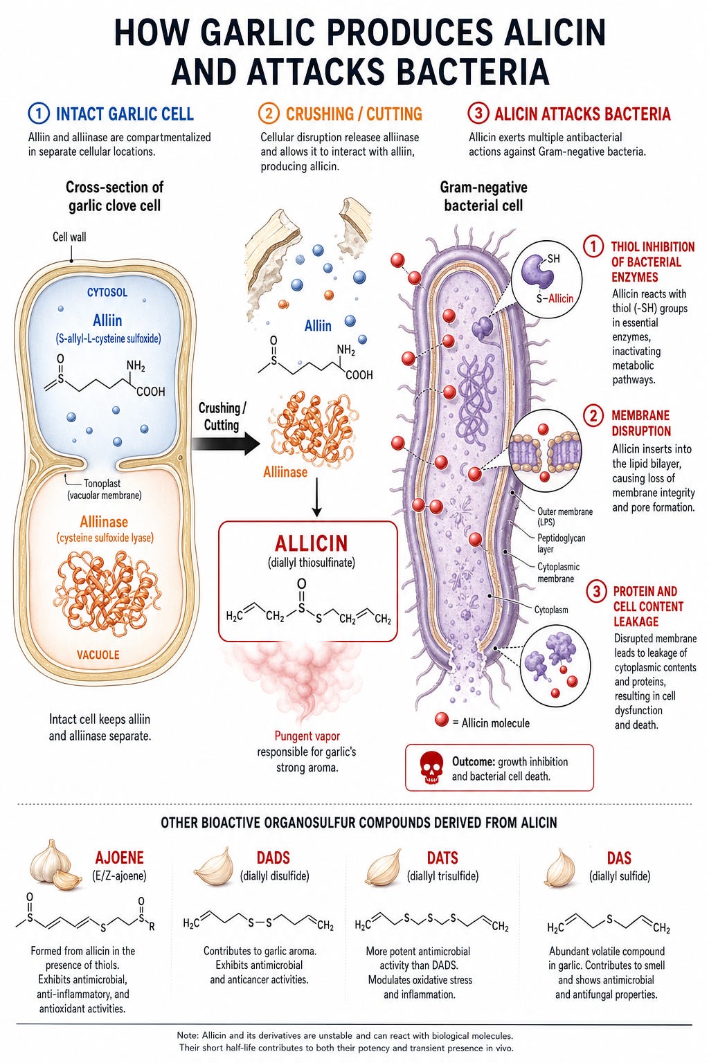 Technical scientific diagram showing how crushing garlic releases alliinase which converts alliin into allicin, and how allicin attacks bacterial cells via enzyme inhibition, membrane disruption, and protein leakage