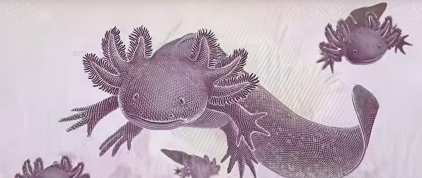 el dibujo de un ajolote incluido en los billetes de 50 pesos mexicanos