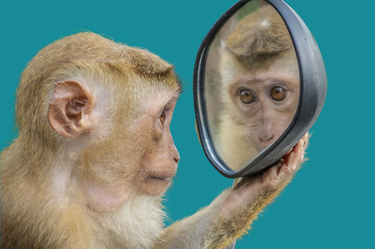 Monkey observing itself in a car wing mirror