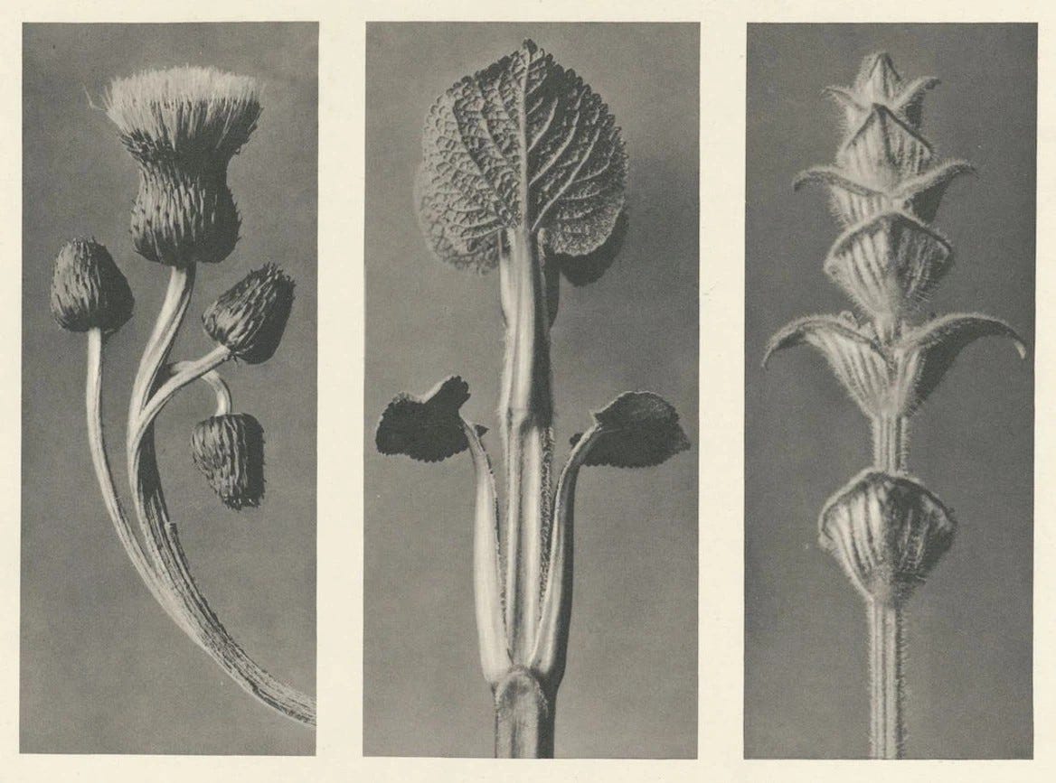An image added by luisannik on Aug 22, 2024. May present: urformen der kunst, karl blossfeldt: art forms in nature, papaver orientalis, photography. An image added by luisannik on Aug 22, 2024. May present: urformen der kunst, karl blossfeldt: art forms in nature, papaver orientalis, photography.