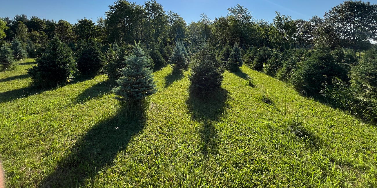 Sparrow search is an early Christmas present