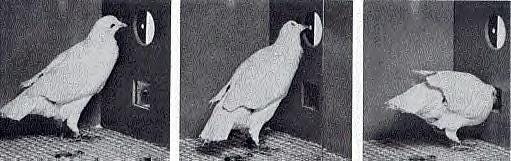 A pigeon from the 1950s has the answer to your facebook addiction – The  Eighty Twenty Investor