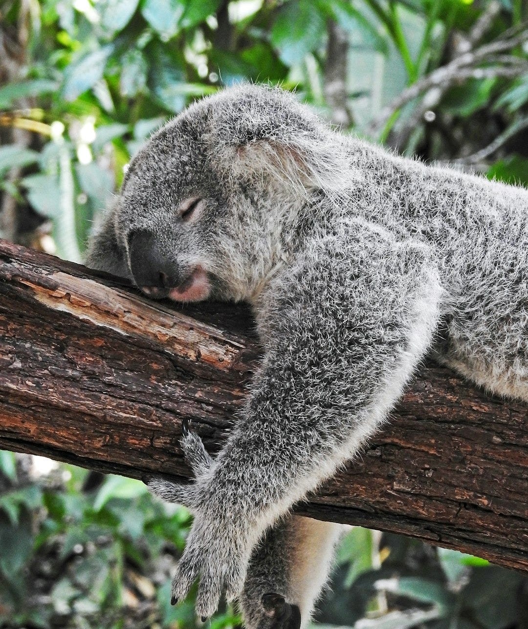 koala bear sleeping on tree koala bear sleeping on tree