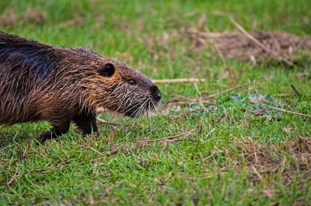 A beaver walking in the grass

AI-generated content may be incorrect.