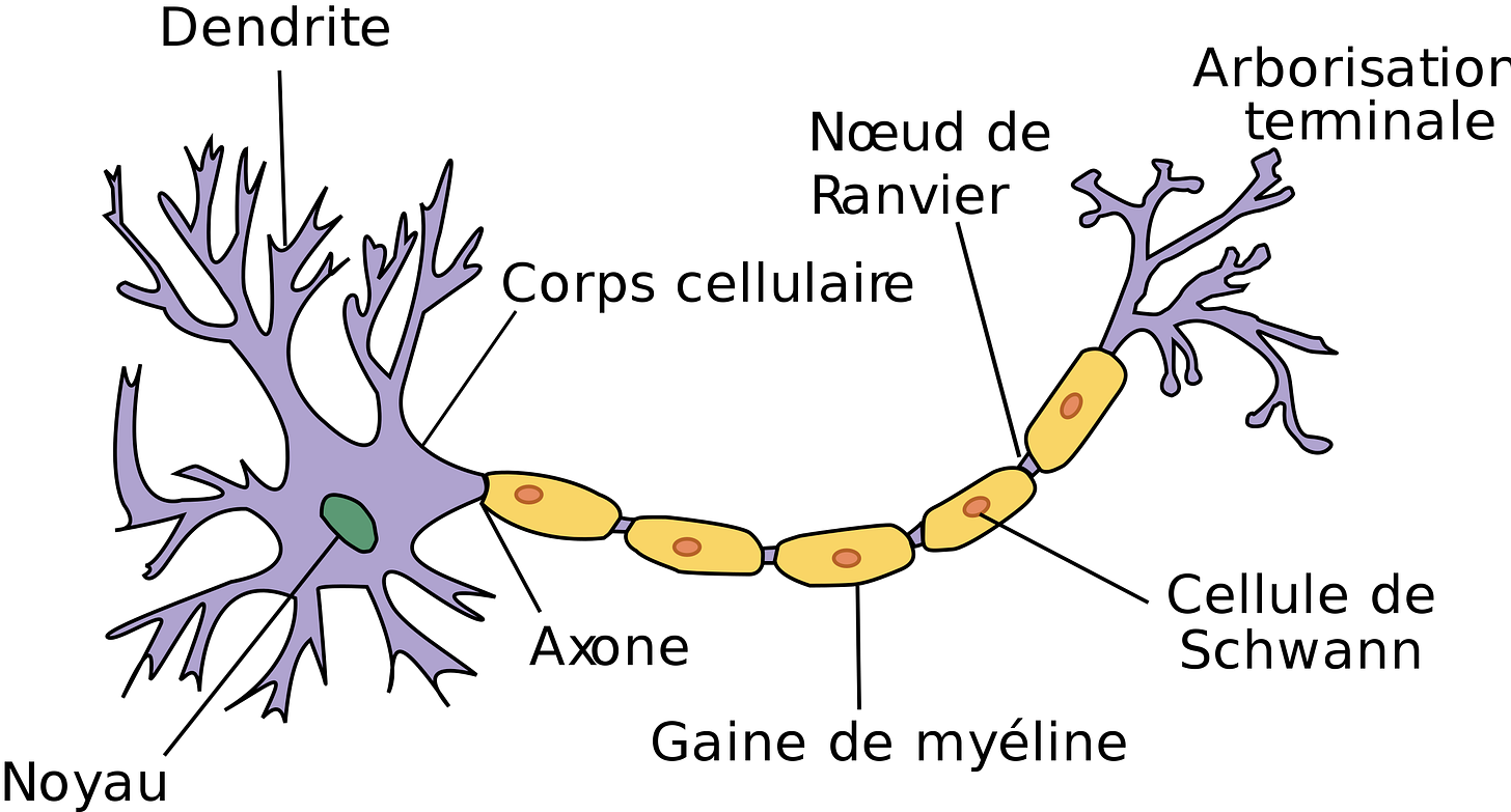 Schéma de la forme d'un neurone accompagné d'une légende. Schéma de la forme d'un neurone accompagné d'une légende.