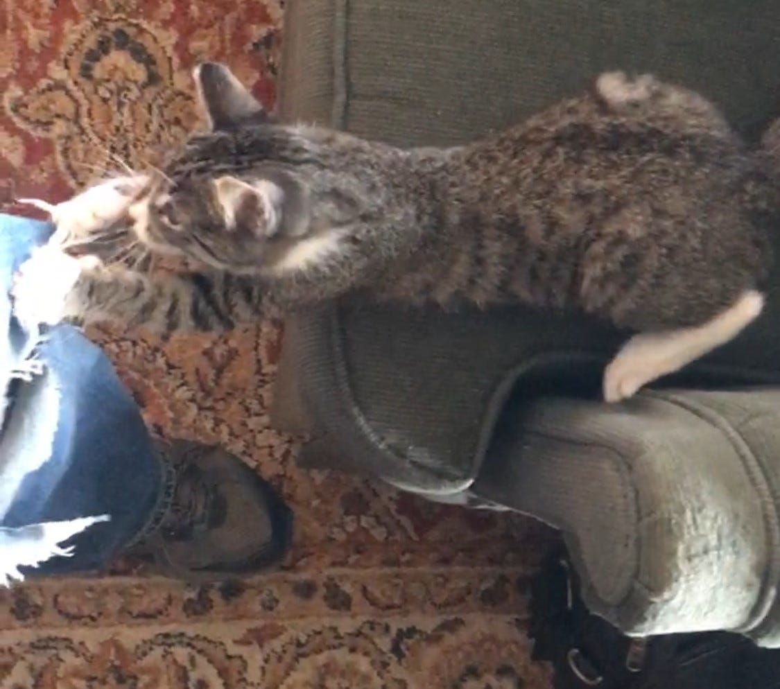 Athena with her behind on the chair cushion and both front paws ripping into the hole in the Author's blue jeans.