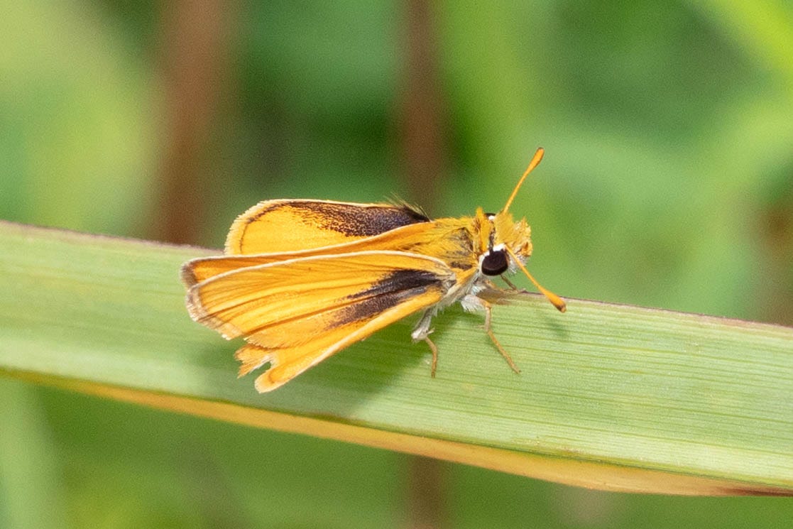 The same orange skipper butterfluy as in the previous photo, with wings open showing black on the inside of the outer wings, towards where the wings meet the head and thorax.