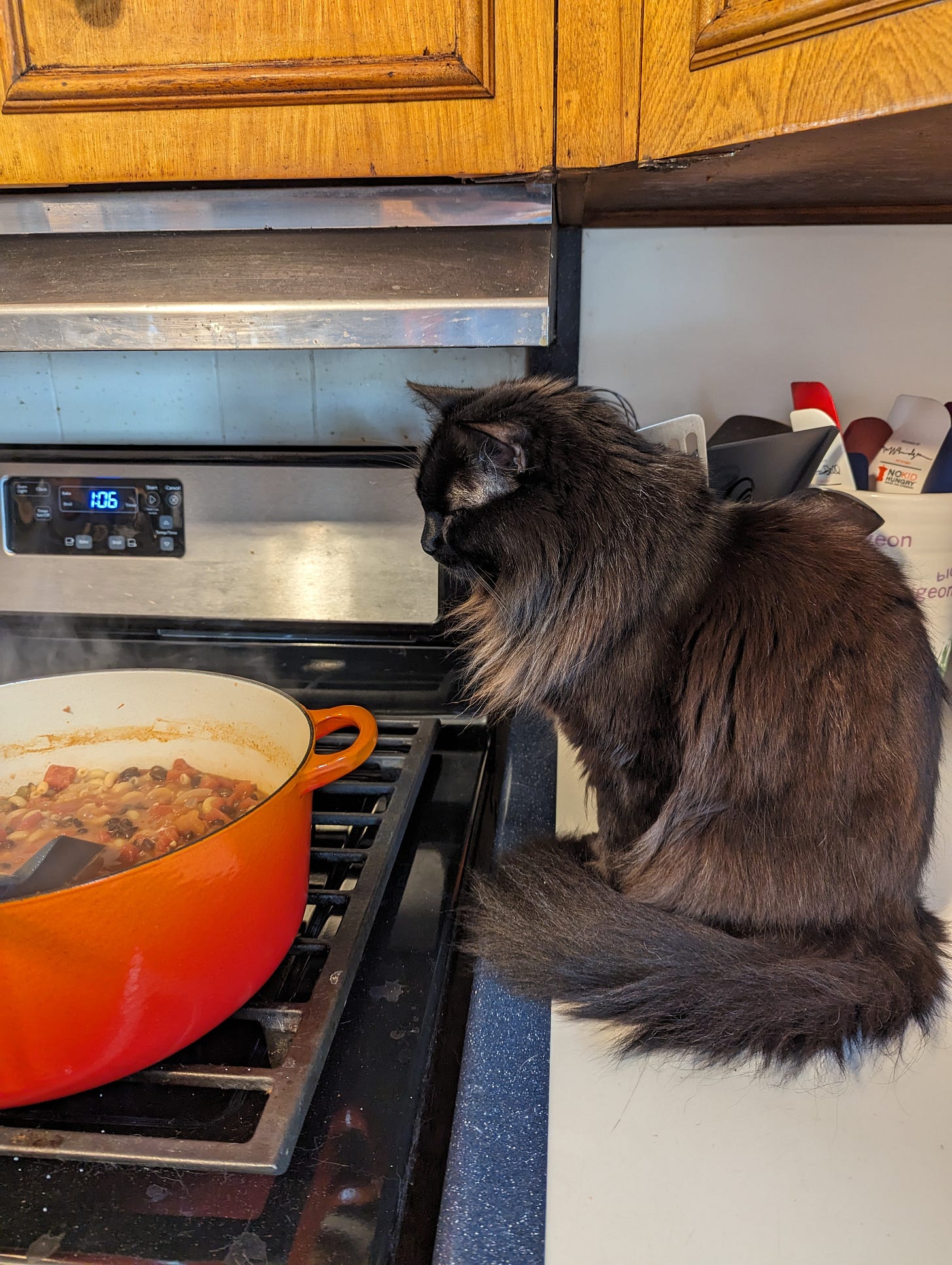 Bixby is sitting on the kitchen counter watching intently as some human food is cooking. Bixby is sitting on the kitchen counter watching intently as some human food is cooking.