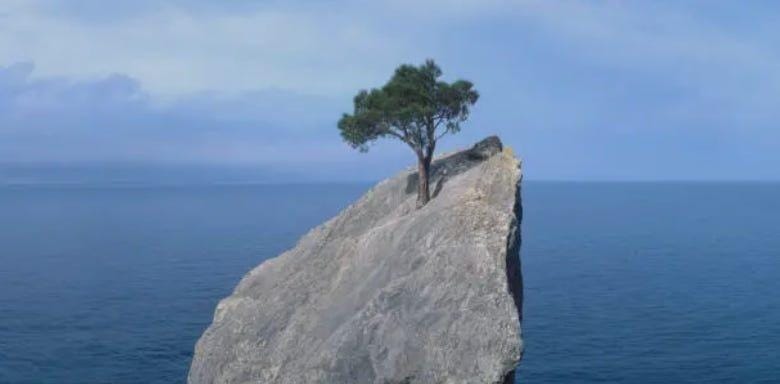A tree growing on a rock

AI-generated content may be incorrect.