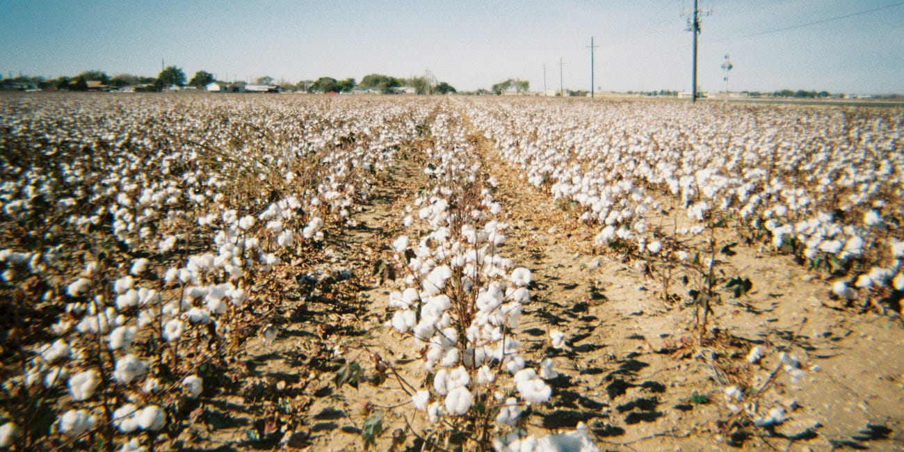 On Cotton...