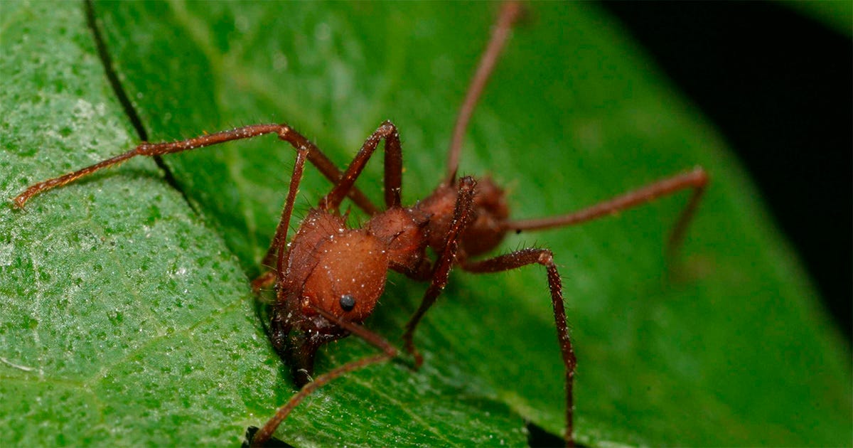 Formiga cortadeira usa quelíceras, os aparatos bucais em forma de tesoura, para recortar folha. Formiga cortadeira usa quelíceras, os aparatos bucais em forma de tesoura, para recortar folha.