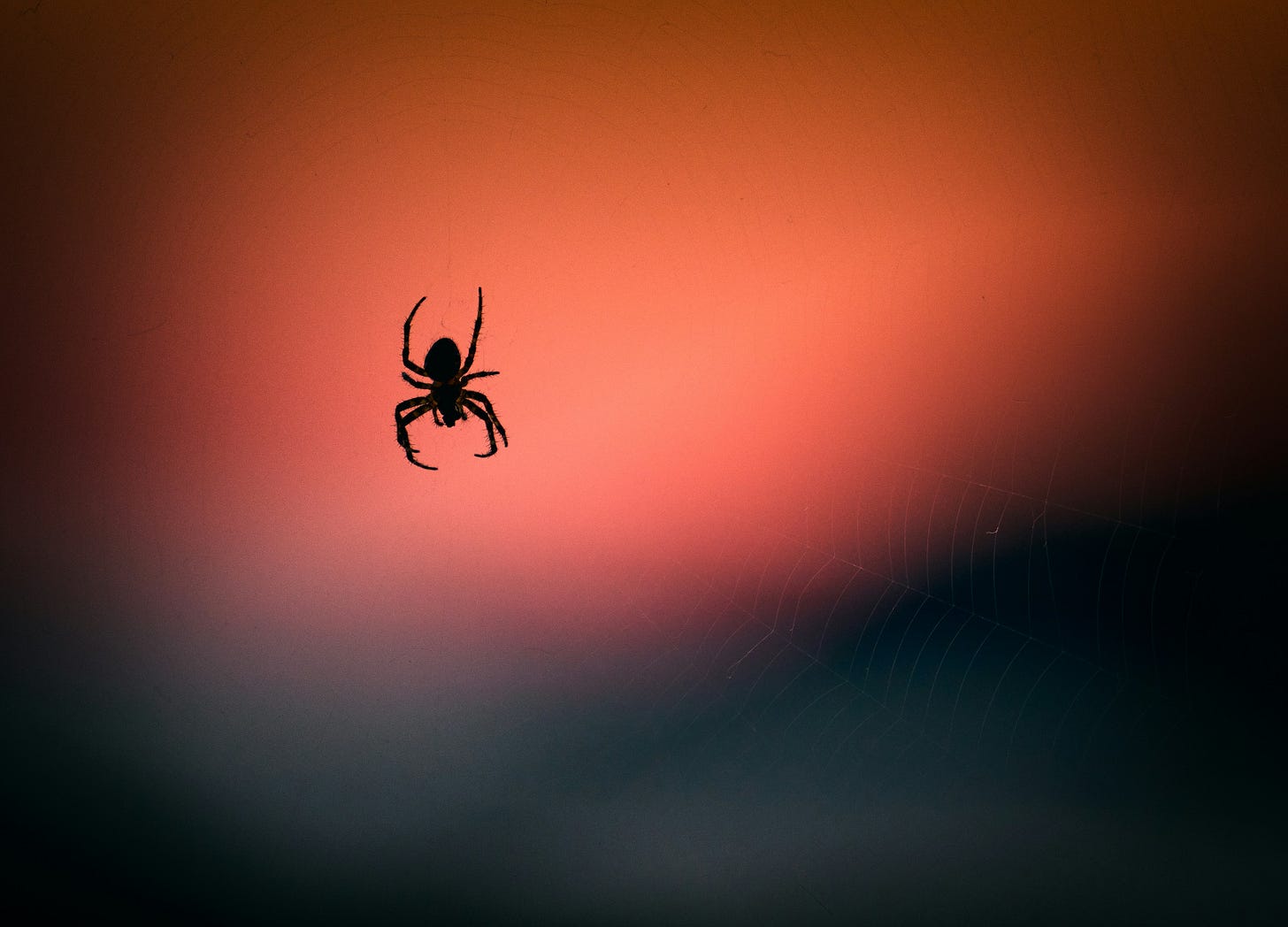 A Spider Silhouette