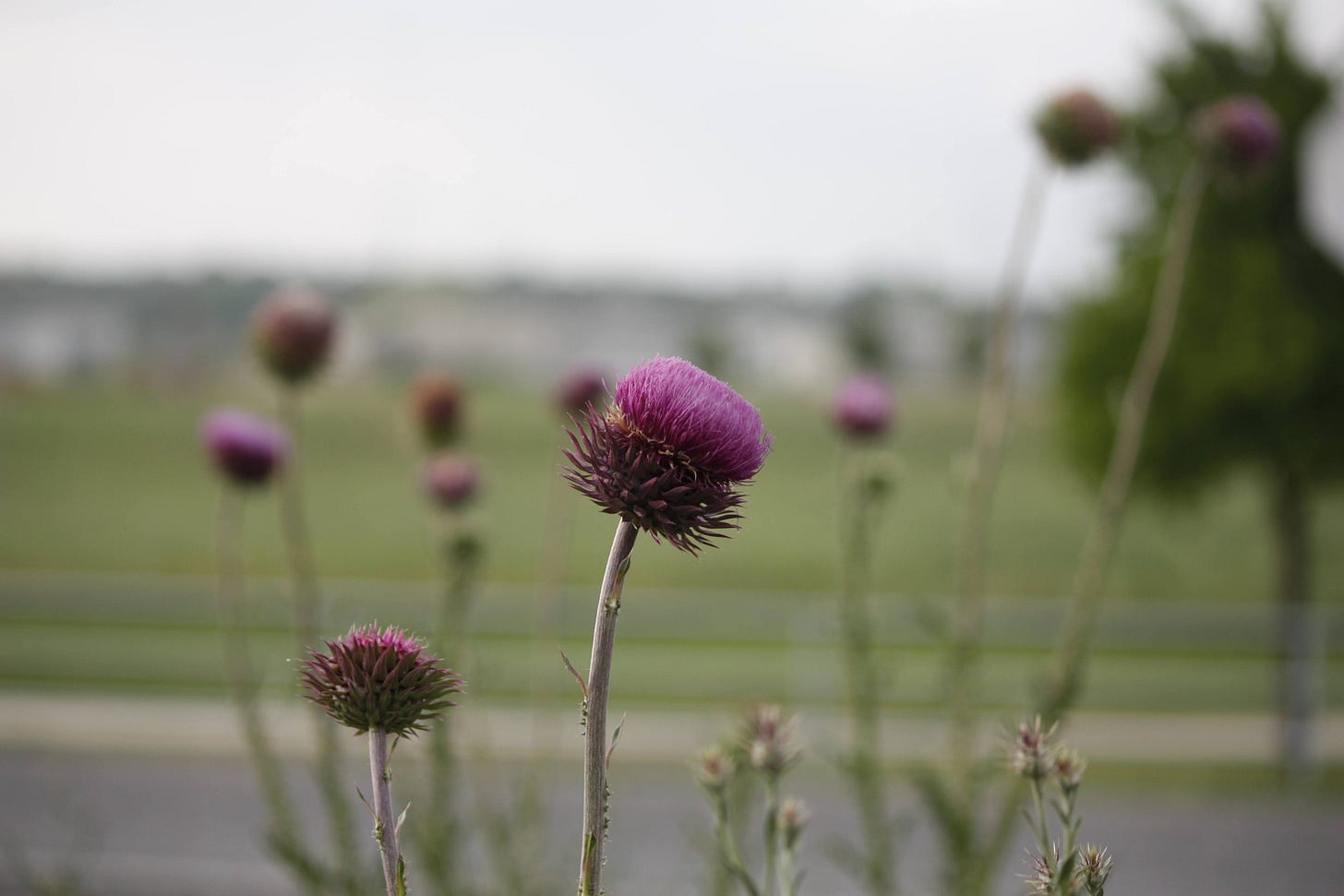 purple false thistle next to a Texas highway