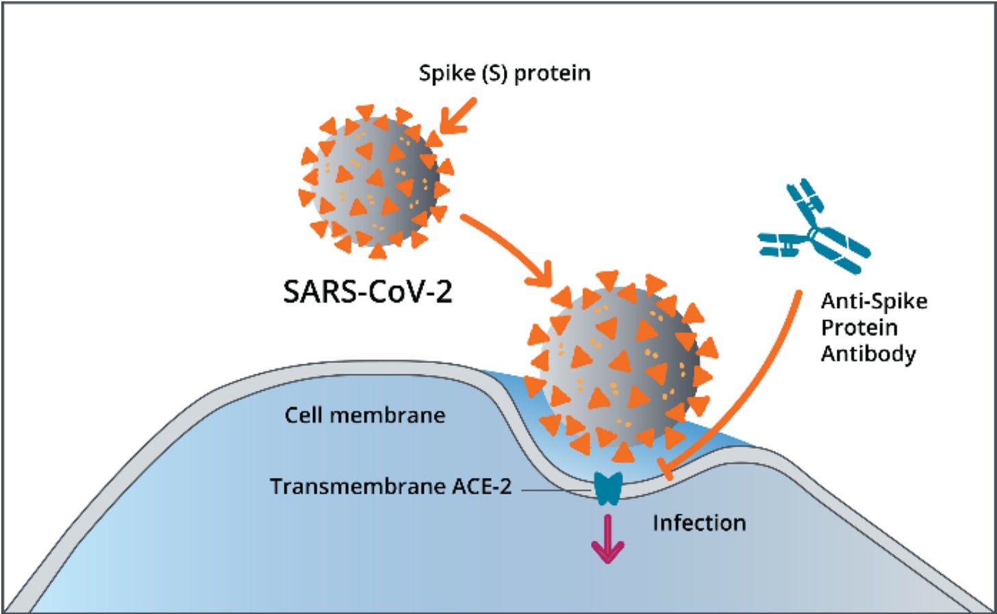 Everything You Need to Know About Coronavirus - Berkeley Lights