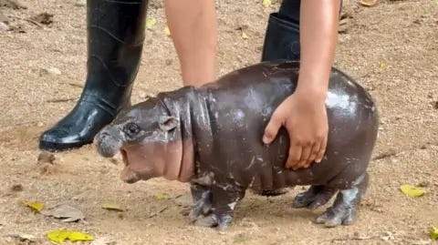 Khao Kheow Open Zoo/X Moo Deng, the pygmy hippo, facing left and being picked up by a zoo keeper. Khao Kheow Open Zoo/X Moo Deng, the pygmy hippo, facing left and being picked up by a zoo keeper.