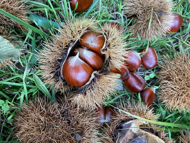 Two photos compared. On the left, edible sweet chestnuts in open, densely spiny brown husks, several nuts per husk, scattered on grass. On the right, a toxic horse chestnut: a single round, glossy brown nut in a pale green husk with a few short, widely spaced spikes, lying on moss.