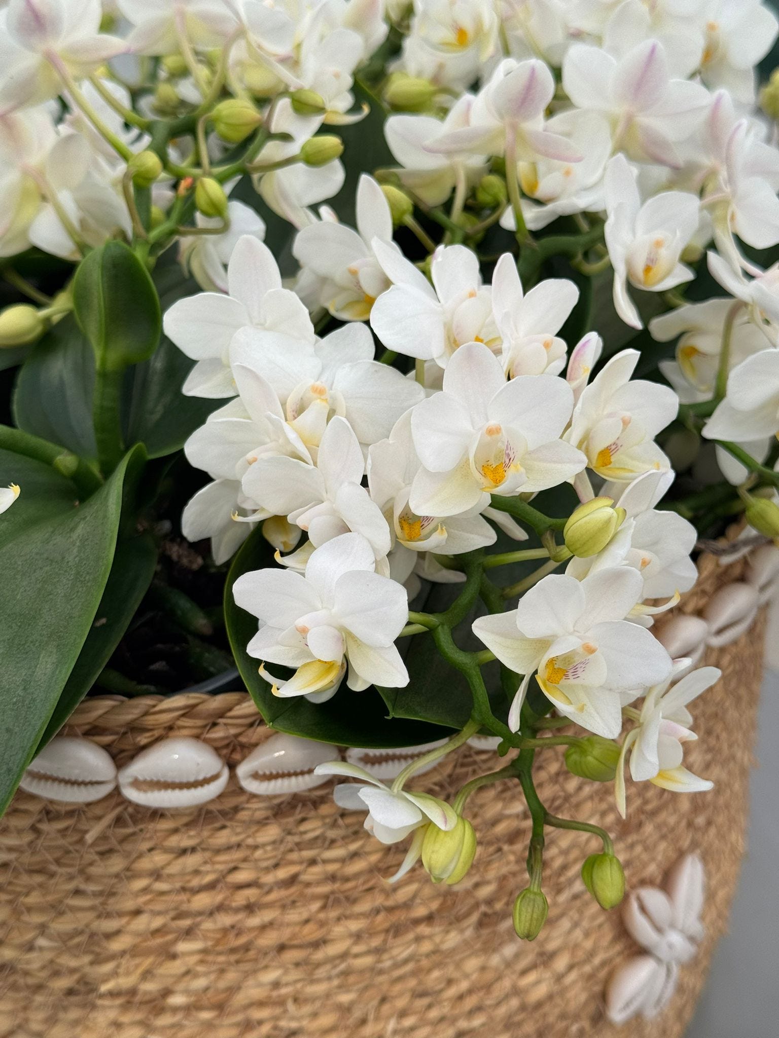 Anthura: Shaping the future of anthurium and orchid breeding