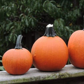 Stacking Functions With Pumpkins