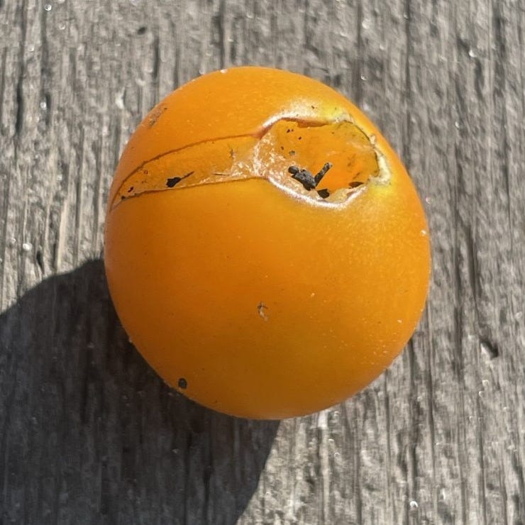 Cherry Tomato displaying cracking or splitting
