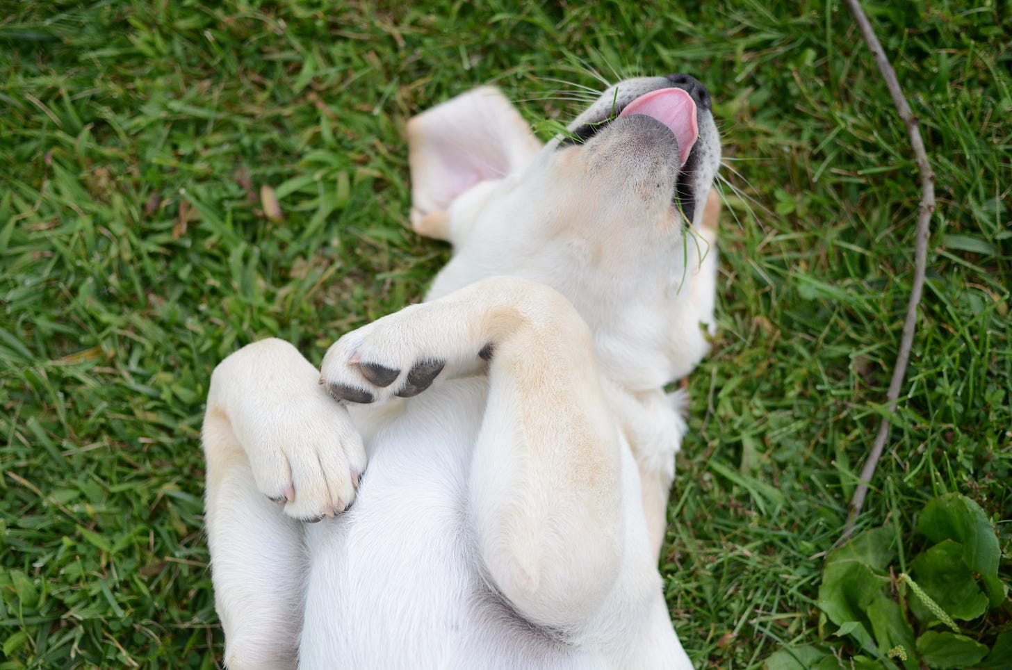 A yellow Labrador retriever puppy rolls on her back in the grass with her paws in the air. 