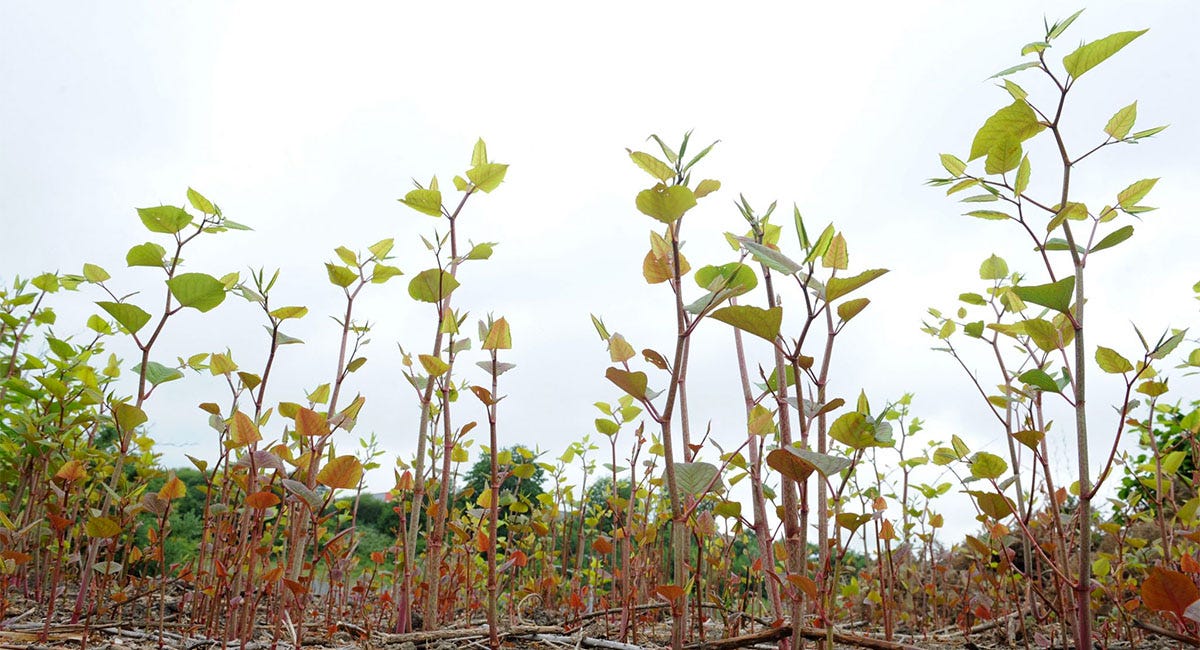 Japanese Knotweed4