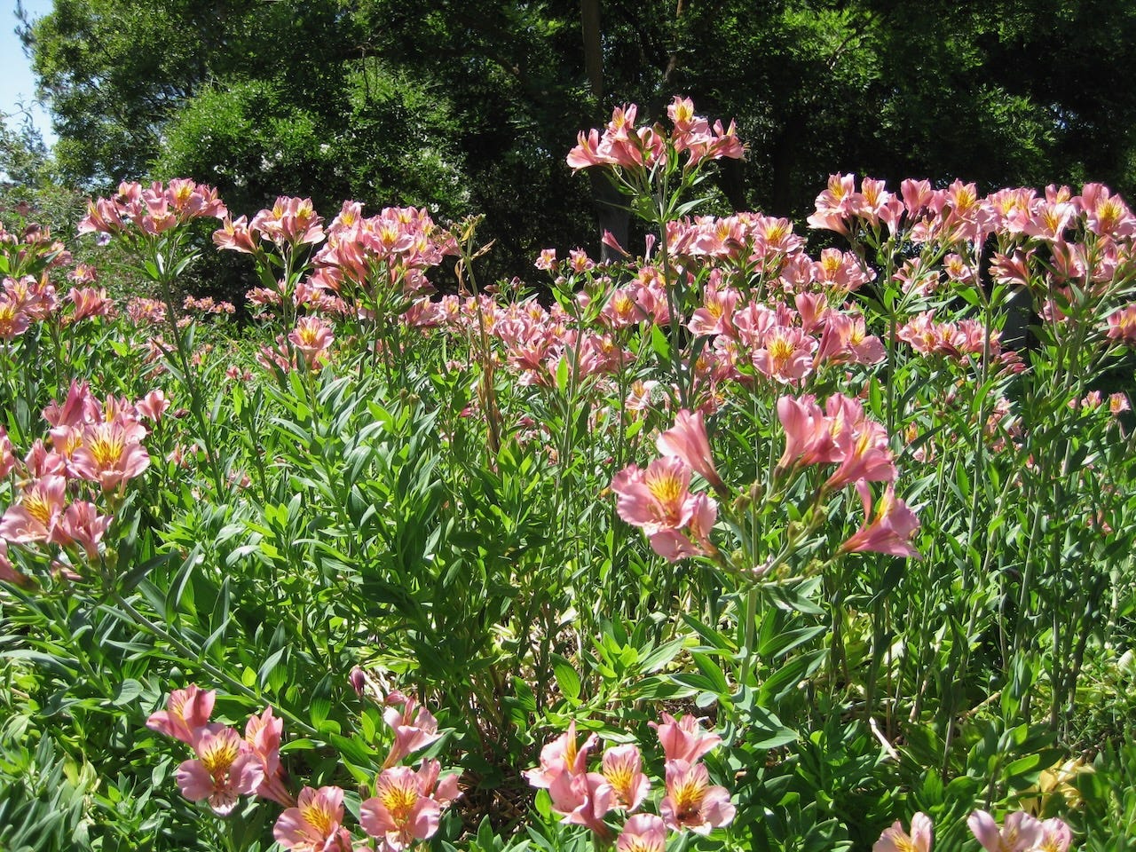 Peruvian lily