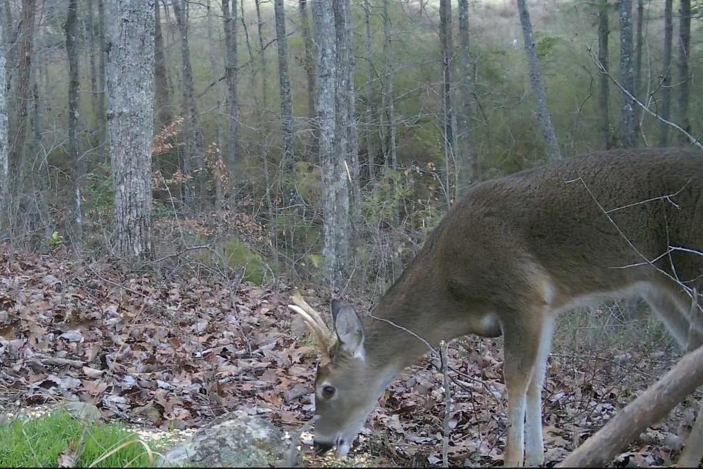 feeders - by Jeff Filler - o.d.h. ... (on Deer Hunting)