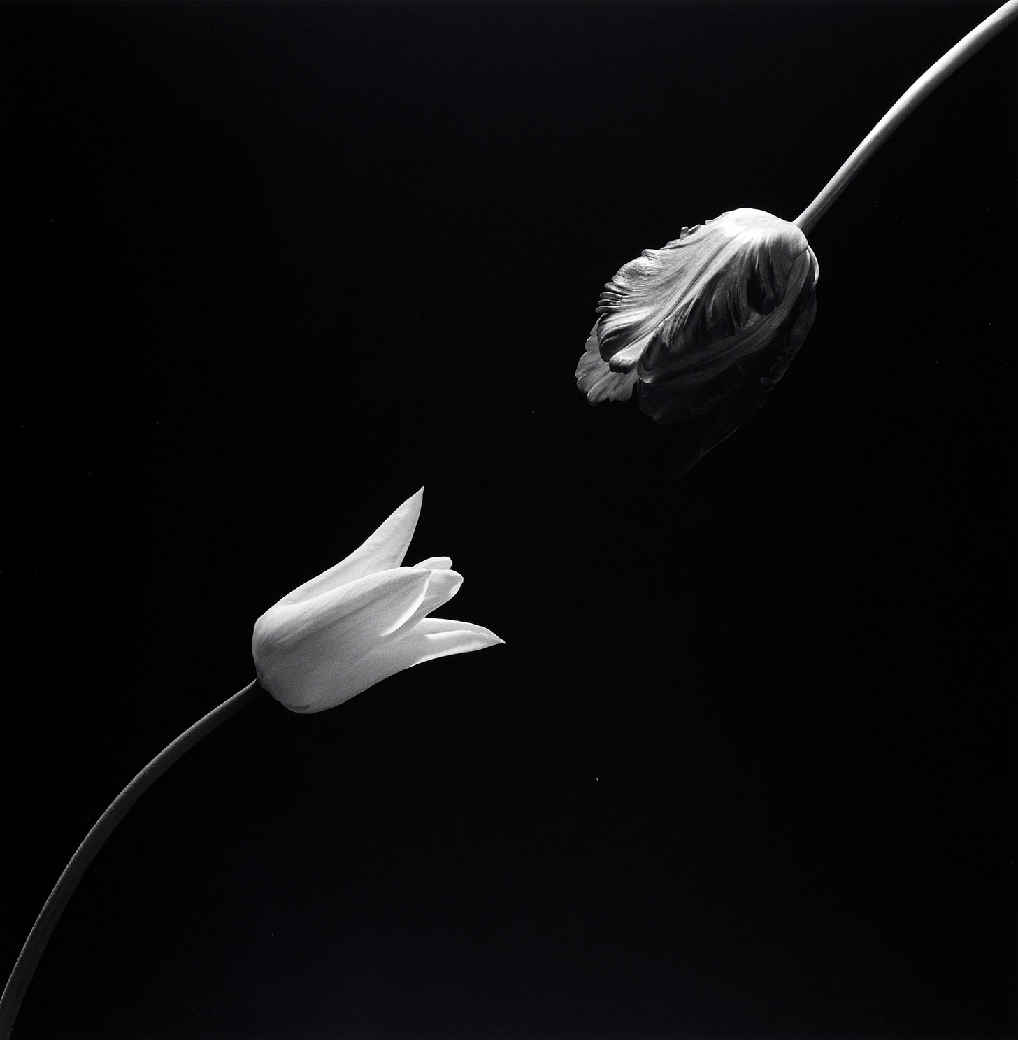 Black and white photograph of two tulips, one emerging from the top right corner, another from the bottom left corner Black and white photograph of two tulips, one emerging from the top right corner, another from the bottom left corner