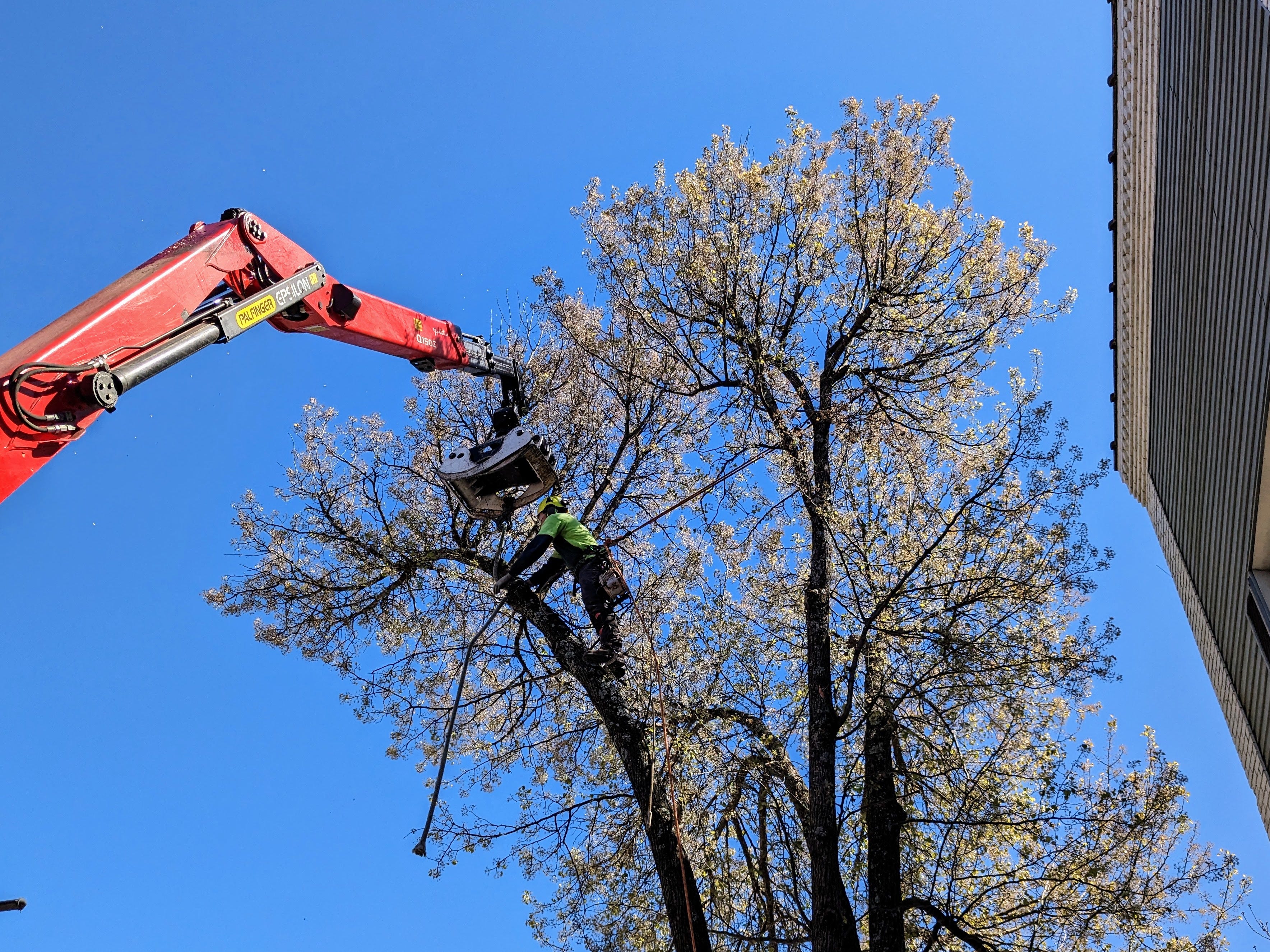 Old Tree Invasive Invasive Trees Fall in Biggest Downtown Upgrade in Four Decades